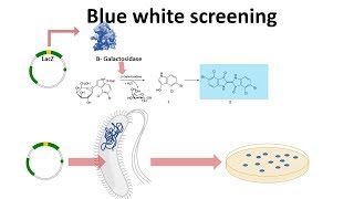 blue white screening [upl. by Rosenthal]