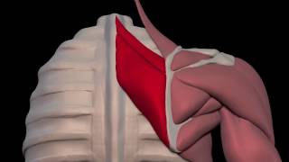 Arm Muscles 08 Rhomboid Major and Minor [upl. by Reemas]