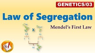 Law of Segregation Mendels First Law of Inheritance FLGenetics03 [upl. by Orose]