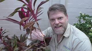 How To Grow a Cordyline From Cuttings and Growing Tips [upl. by Diane-Marie]