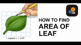 AREA OF LEAF [upl. by Weisbart]