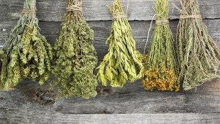 How to Dry Herbs [upl. by Joceline468]