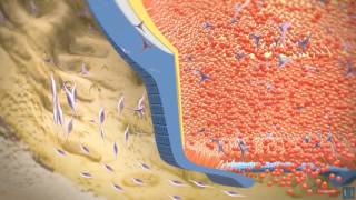 3D modeling  Root tooth development [upl. by Moyra153]