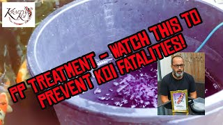 How to use PP to treat your KOI pond Trich treatment using Potassium Permanganate [upl. by Rocco]