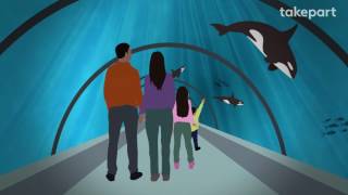 How SeaWorlds Orcas Could Go Home Again  CAPTIVE  TakePart [upl. by Bob474]