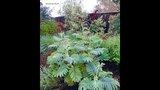 Melianthus major  Honey Bush [upl. by Clerk]