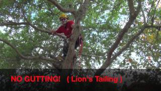 Pruning Live Oak For Health amp Safetymov [upl. by Coffeng]