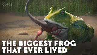 The Biggest Frog that Ever Lived [upl. by Zachery832]