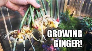 Growing Indoor Ginger Sprouted From Store Bought  2020 [upl. by Roch]