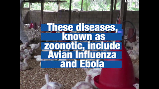 Vets in Africa help prevent spread of zoonotic diseases [upl. by Trow521]