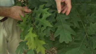 How to Spot the Difference Between Oak Species [upl. by Eek]