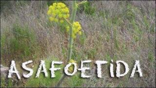 What is Asafoetida  Kale with Chili amp Asafoetida Recipe [upl. by Ojillek]