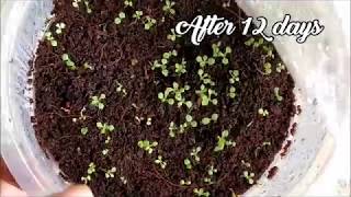 How To Germinate Petunia Seeds   Whimsy Crafter [upl. by Parhe]