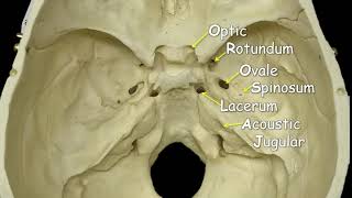 Cranial Nerve Anatomy on MRI [upl. by Tat26]