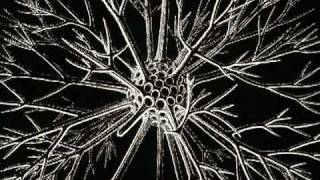 Ernst Haeckel  3000 Radiolarian Species [upl. by Hale208]