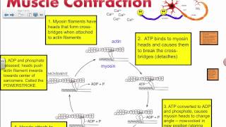 Muscle Contraction  Actin and Myosin IB Biology [upl. by Rahm]