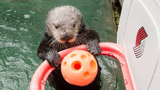 Meet Rescued Sea Otter Juno [upl. by Rachael]