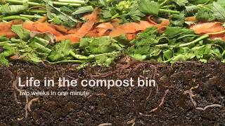 Vermicompost  Life in the compost bin [upl. by Lachlan]