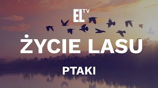 Życie lasu – ptaki film przyrodniczy [upl. by Risa]