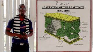 11 The External and Internal Leaf Structure Biology Form 1 [upl. by Noruq404]