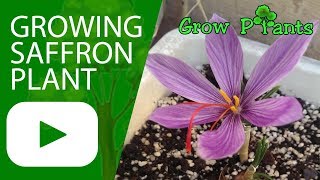 Growing Saffron plant [upl. by Eadwine]