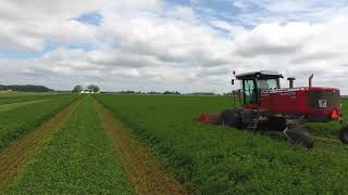 Mowing Alfalfa Hay With Massey Ferguson Windrowers [upl. by Nodaj]