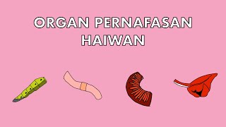 Sains Tahun 4 Organ Pernafasan Haiwan cikgooTube CikguZoul [upl. by Benge836]