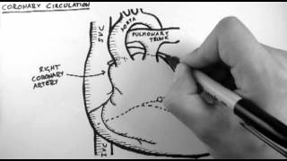 Coronary Circulation [upl. by Meedan458]