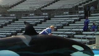 Orcas Do Worst in Captivity Sea Lions Do Better [upl. by Mastrianni]