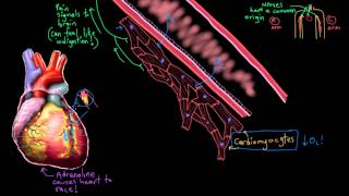 Khan Academy  Pathophysiology of Acute Myocardial Infarction Heart Attack [upl. by Bandur]