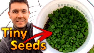 How to Grow PETUNIAS from SEEDS Part 1 Collecting and Germinating Petunia Seeds [upl. by Templia]