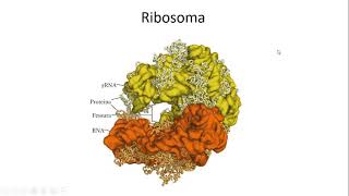 7 Ribosomi e sintesi proteica [upl. by Whittemore]