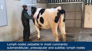 Lymph node palpation in ruminants [upl. by Lucia765]