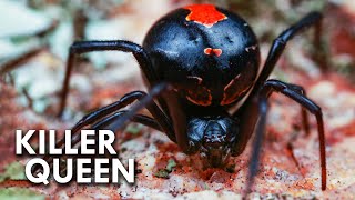 Black Widows Are Killer Queens [upl. by Cheslie]