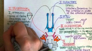 Neurology  Cranial Nerves Overview [upl. by Sone]