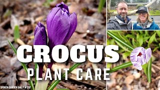 💜 Crocus Care  Growing Crocus  SGD 337 💜 [upl. by Remled]