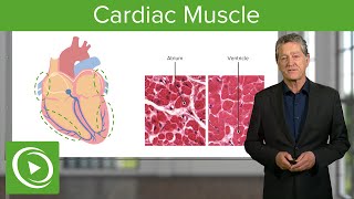 Cardiac Muscle Function amp Main Parts – Histology  Lecturio [upl. by Lamhaj8]