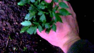 How to grow Astilbe  Gardening 101 by Dr Greenthumb [upl. by Silevi634]