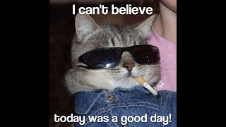 It Was A Good Day by Ice Cube but with cute cats [upl. by Sirraj952]