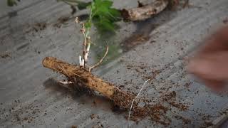 Rhizomes Explained [upl. by Story]