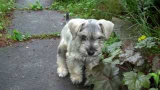 Monty The Miniature Schnoodle [upl. by Stanwin]