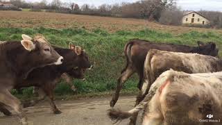 Entrée des vaches dans létable [upl. by Diamond]