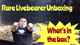 Rare Livebearer Unboxing [upl. by Joab]