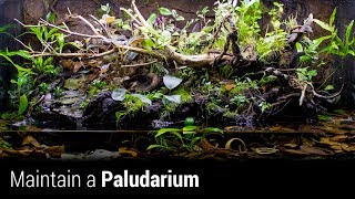 How to Maintain an Awesome Paludarium [upl. by Mines273]