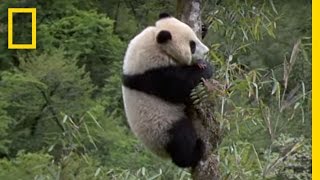 Elusive Giant Panda  National Geographic [upl. by Marchak]