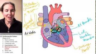 Cardiac Muscle 5 Electrical conduction system [upl. by Eimak]