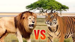 Lion vs Tiger  SPORE [upl. by Rufena230]