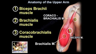 Anatomy Of The Upper Arm  Everything You Need To Know  Dr Nabil Ebraheim [upl. by Donald]