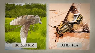 The Biting Truth about Horse Flies [upl. by Kolnick]