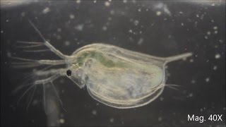 Daphnia magna under the Microscope [upl. by Francine]